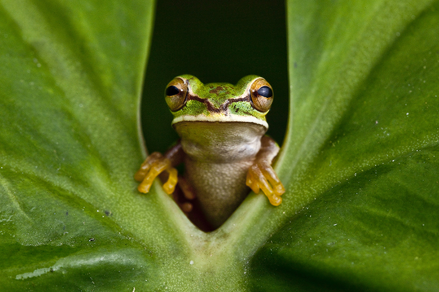 Masked Treefrog, Smilisca phaeota, in the Choco of Colombia