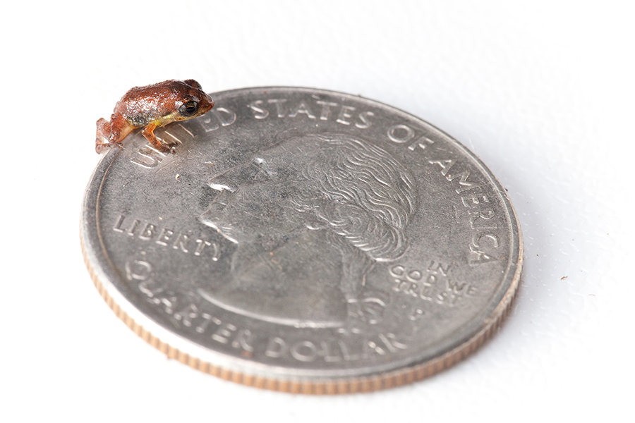 Juvenile Macaya breast-spot landfrog, Eleutherodactylus thorectes, a Critically Endangered species on a quarter in the Massif de la Hotte, Haiti