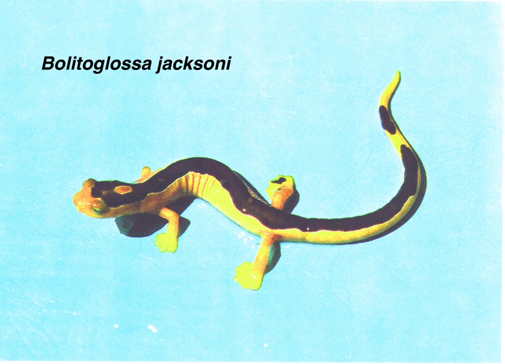 Jackson's Climbing Salamander