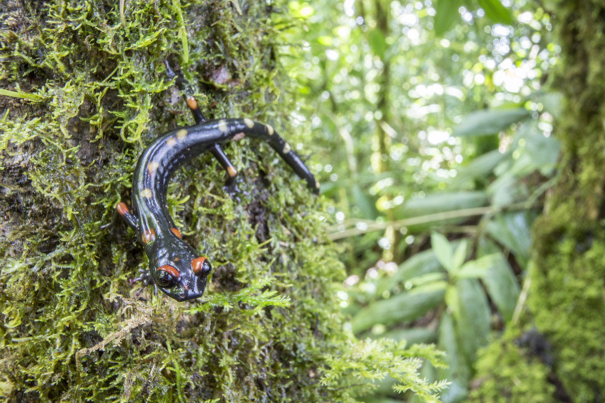 Guatemala: The Search for Lost Salamanders